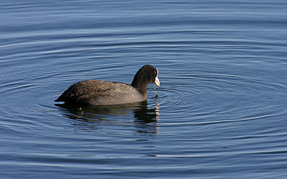 Coot