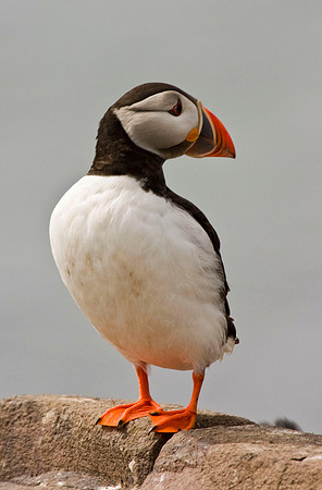 Puffin on rock1 - Farne Islands