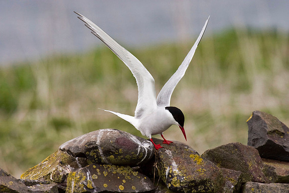 Common Tern - Farne Islands