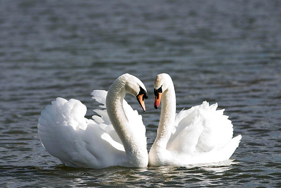 CRW_5273Swan pair - March 13