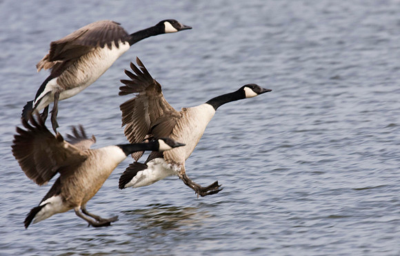 Canada Geese in flight.