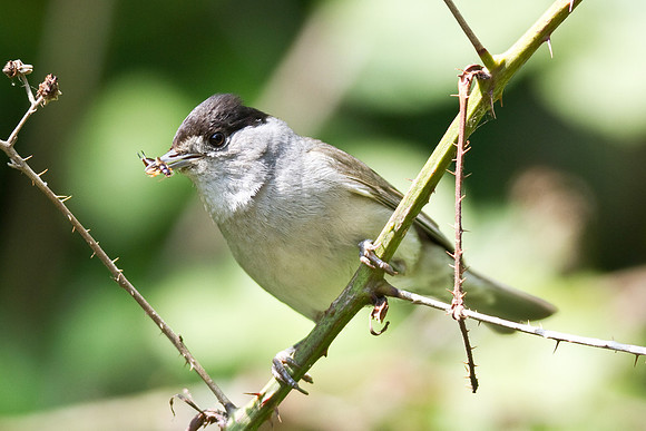 Blackcap_male-_May_24__2010-1120