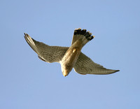 Kestrel in flight