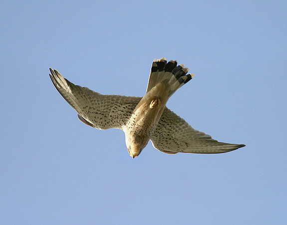 Kestrel in flight