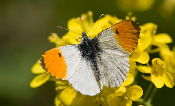 Orange Tip - male