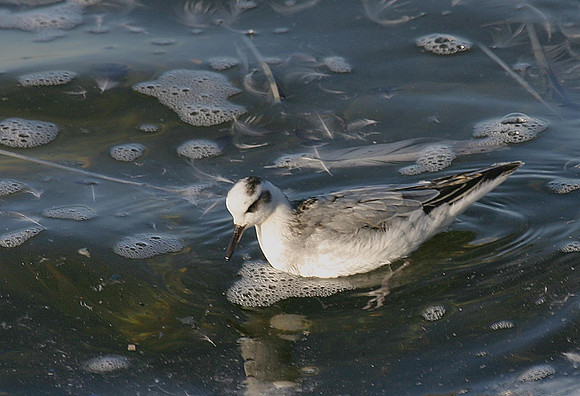 Grey Phalarope