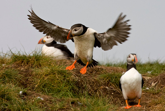 Puffin landing - Farne Islands