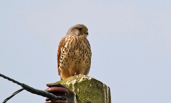 Local Kestrel  - Butts Wood.