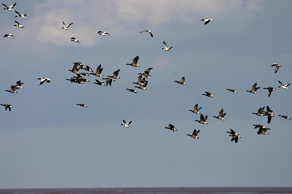 Brent & Shelduck flying - Donna Nook