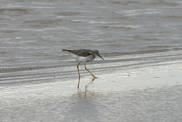 Lesser Yellowlegs