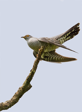 Cuckoo __7_June__2010-1517