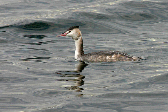 Great crested Grebe