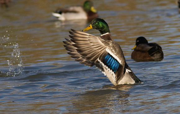 Mallard drake