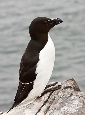 Razorbill - Farne Islands