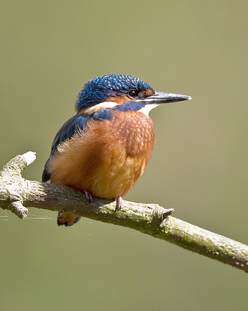 Kingfisher_male-_May_27__2010-1159