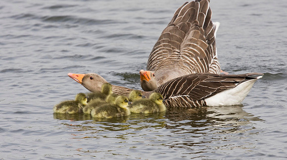 Greylag brood