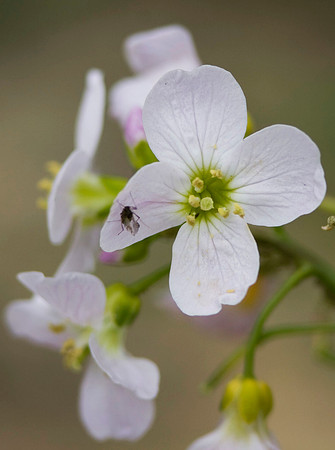 Lady's Smock or Cuckoo Flower