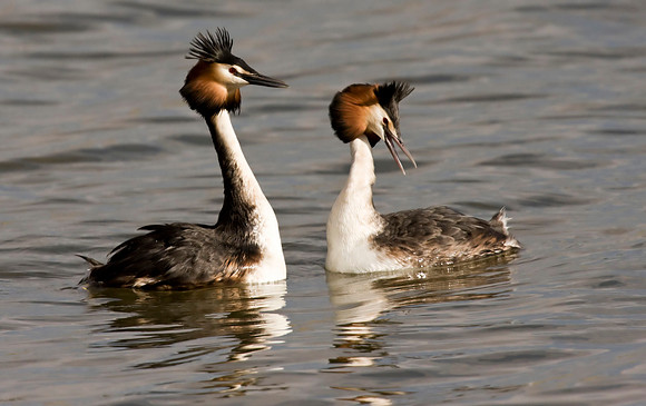 Great Crested Grebe2