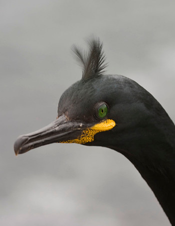 Shag - head - Farne Islands