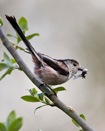 Long-tailed Tit - feeding young.