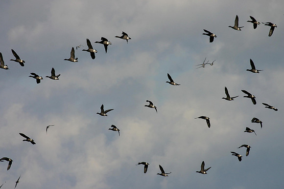 Brent Geese in flight - Donna Nook
