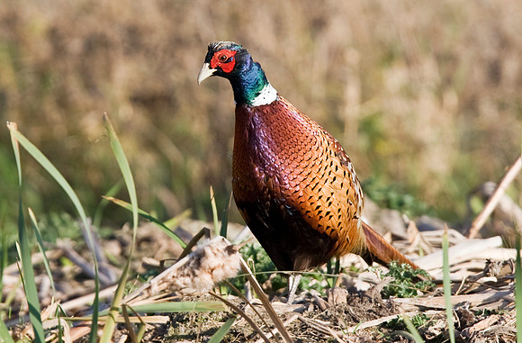 2P6A7505 Cock Pheasant2  Nov 1