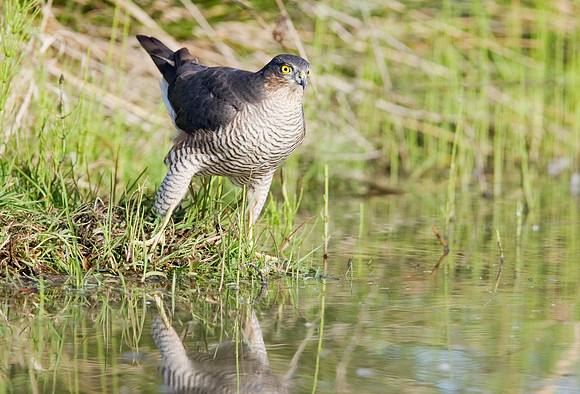 2P6A1722 S Hawk female
