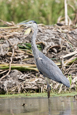 IMG_5350 Heron