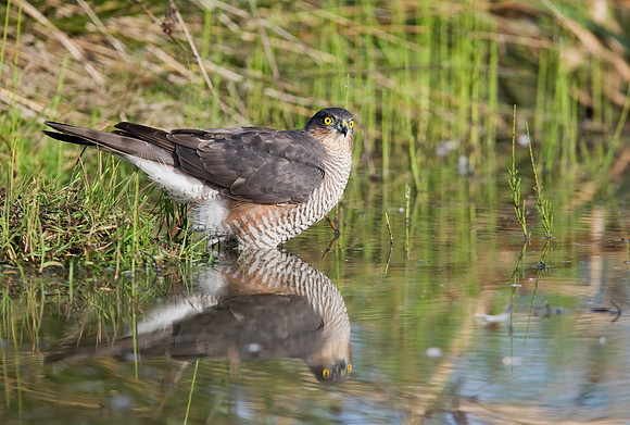 2P6A1760 Sparrow Hawk female - Sept 27