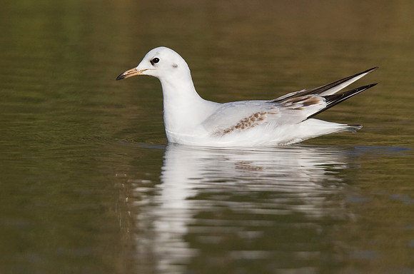 2P6A7415 Black headed Gull  Oct 26