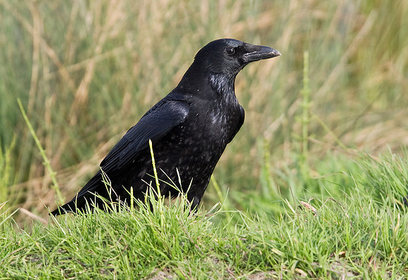 2P6A7334 Carrion Crow   Oct 24