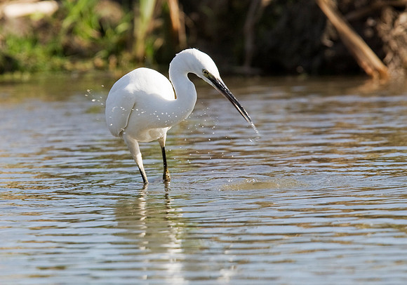2P6A1659 Little Egret4
