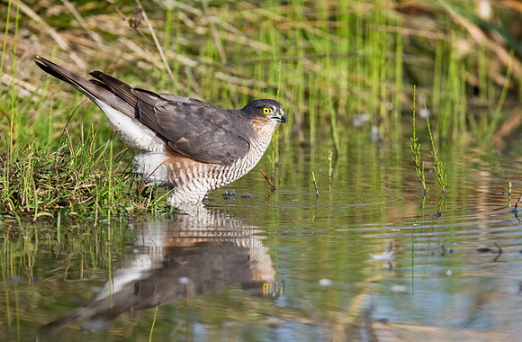 2P6A1740 S Hawk  female