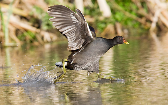2P6A7409 Moorhen walking water  Oct 26
