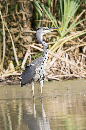 IMG_5364 Heron