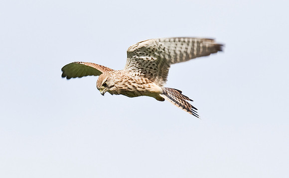 2P6A1549 Kestrel2