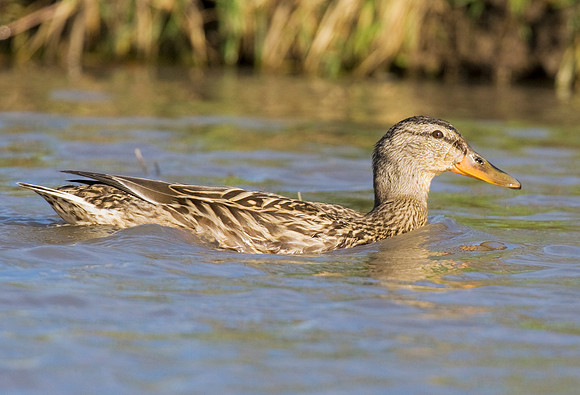 2P6A7383 Mallard female  Oct 26