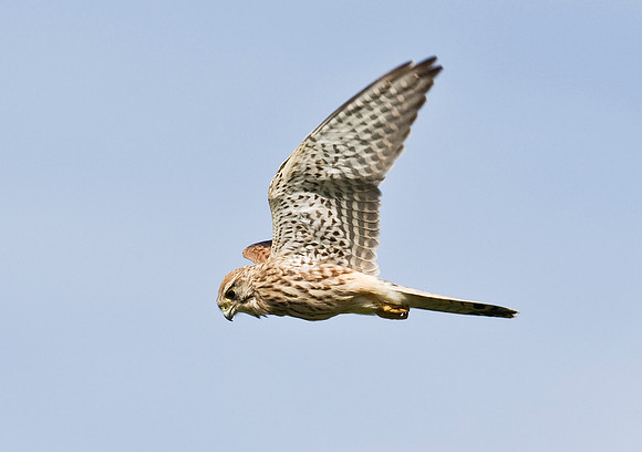 2P6A1569 Kestrel  Sept 21