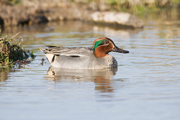 2P6A3389 Teal male - Feb 28