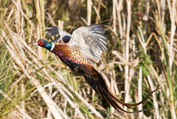 2P6A7508 Cock P in flight Nov1
