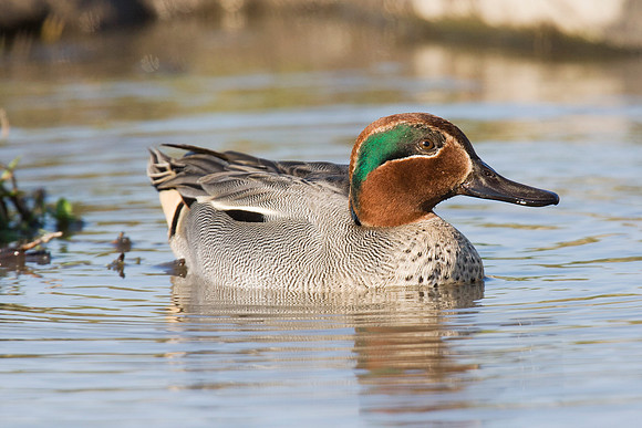 2P6A3387 Teal male - Feb 28