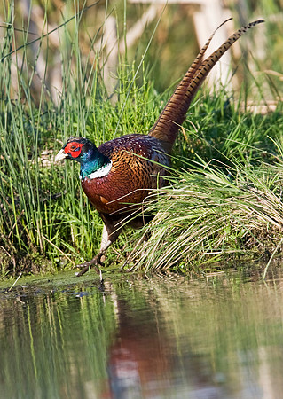2P6A7526 Cock Pheasant Nov 1