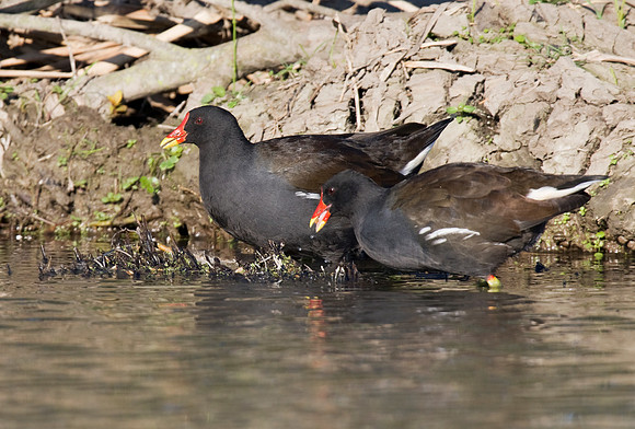 2P6A2018 2 Moorhen Oct 15