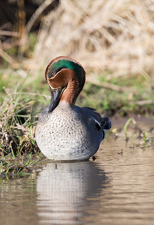 2P6A3379 Teal male - Feb 28