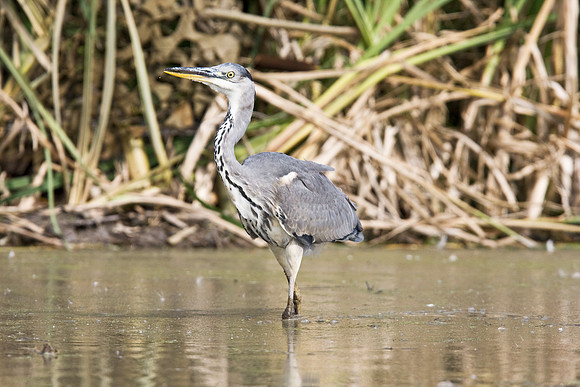 IMG_5359 Heron  Sept 2