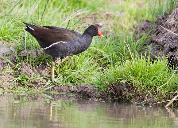 2P6A1972 Moorhen - Oct 7