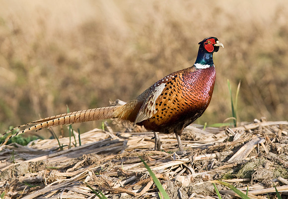 2P6A7555 Cock P  Nov2