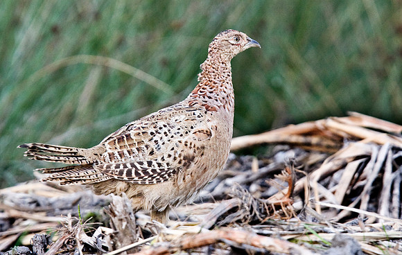 IMG_5372 Hen Pheasant Sept 2
