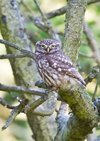 Little Owl June 21 2010