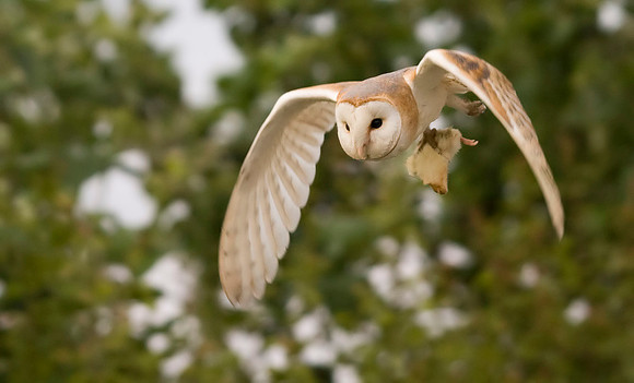 Barn Owl